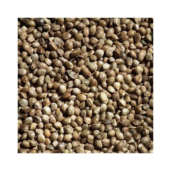 Organic Hemp vegetable oil origin France