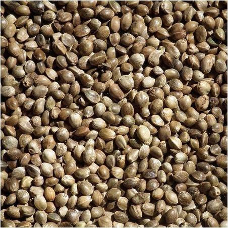 Organic Hemp vegetable oil origin France