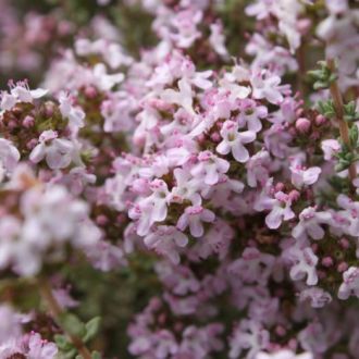 Organic Thyme ct Thujanol essential oil origin France 2