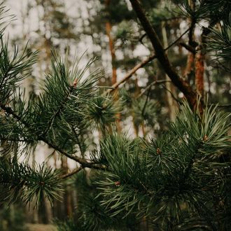 Organic Laricio Pine essential oil origin France 2