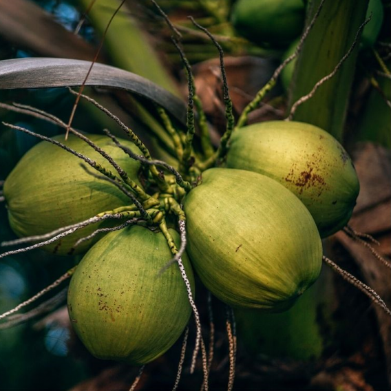 Huile Végétale de Coco Bio Cosmos Organic