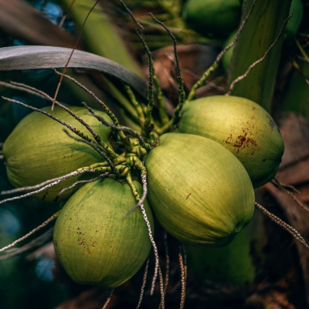 Cosmos Organic Coconut vegetable oil