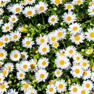 Macérat Huileux Bellis bio 2
