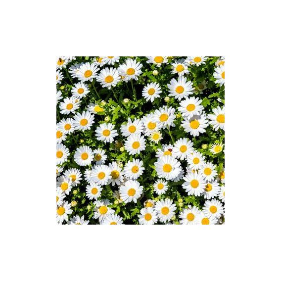 Macérat Huileux Bellis bio