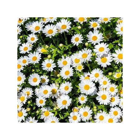 Macérat Huileux Bellis bio