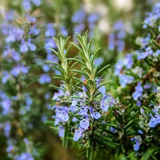 Organic Rosemary Cineoliferum essential oil origin France 2