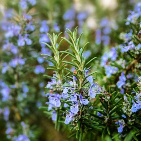 Huile essentielle de Romarin à Cinéole bio