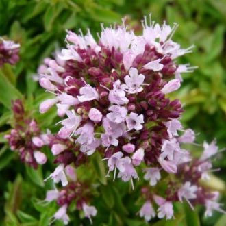 Organic Green Oregano essential oil origin France 2