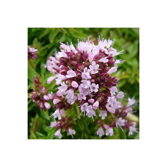 Huile essentielle d'Origan Vert bio