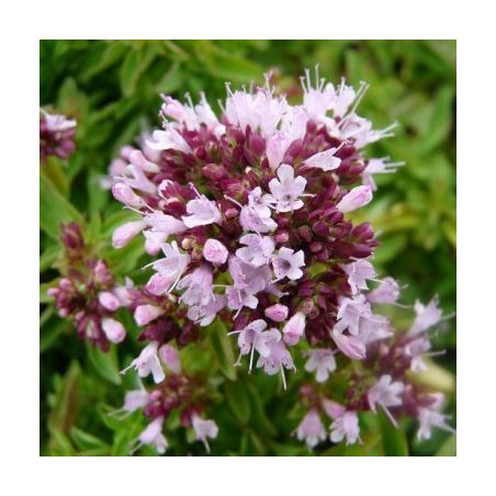 Huile essentielle d'Origan Vert bio