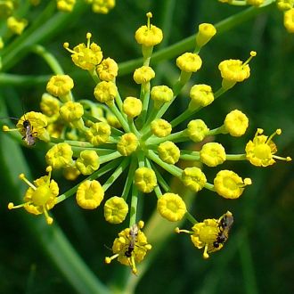 Organic Fennel essential oil origin France 2