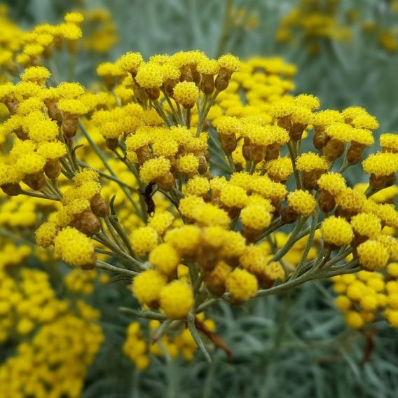 Organic Italian Helichrysum essential oil...