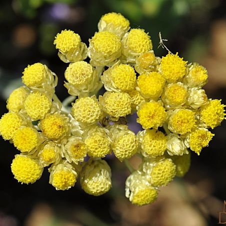 Organic Dune Helichysum essential oil origin France