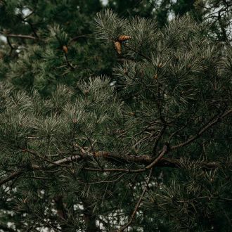 Organic Scots Pine essential oil origin France 2