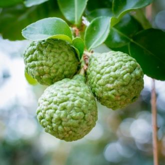 Huile essentielle de Bergamote bio 2