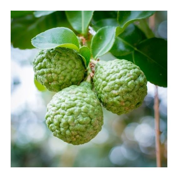 Organic Bergamot essential oil