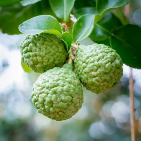 Huile essentielle de Bergamote bio