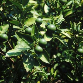 Huile essentielle de Citron Vert bio 2