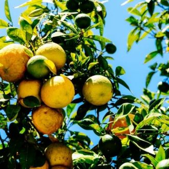 Huile essentielle d'Orange douce bio 2