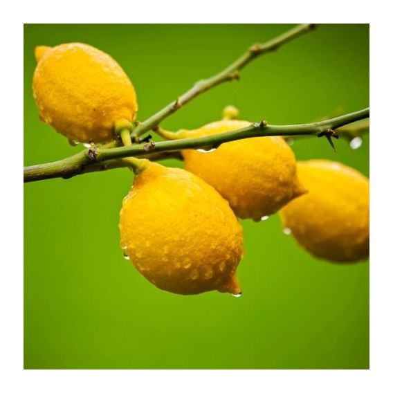 Huile essentielle de Citron de Sicile bio