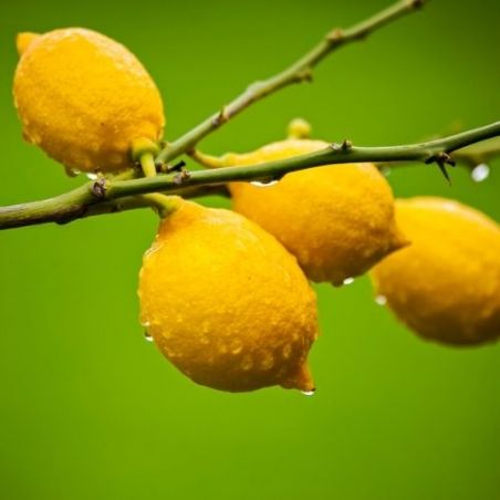 Huile essentielle de Citron de Sicile bio