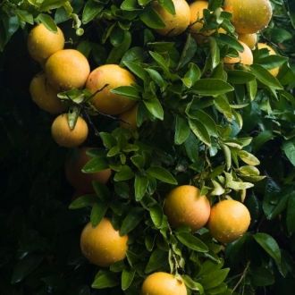 Organic White Grapefruit essential oil 2