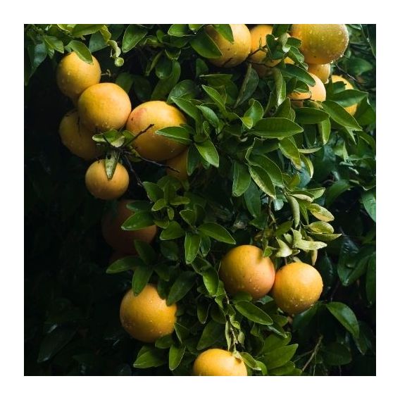 Huile essentielle de Pamplemousse blanc bio