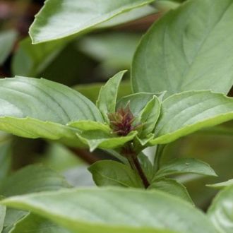 Huile essentielle de Basilic tropical bio 2