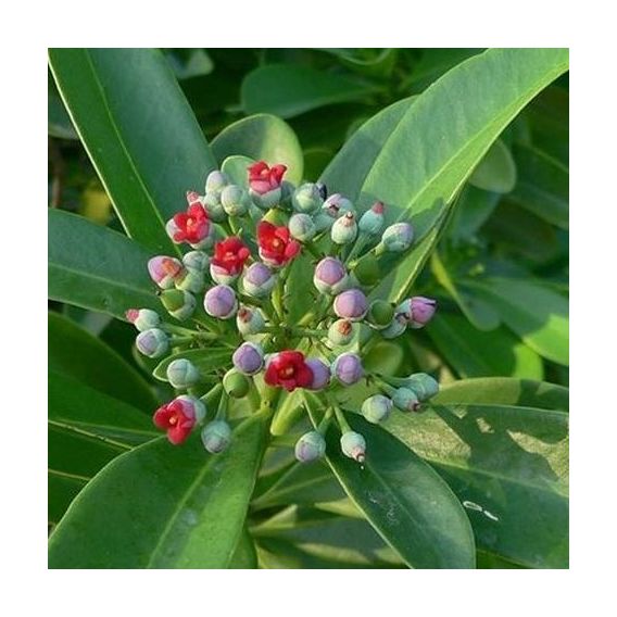 Organic Saro essential oil