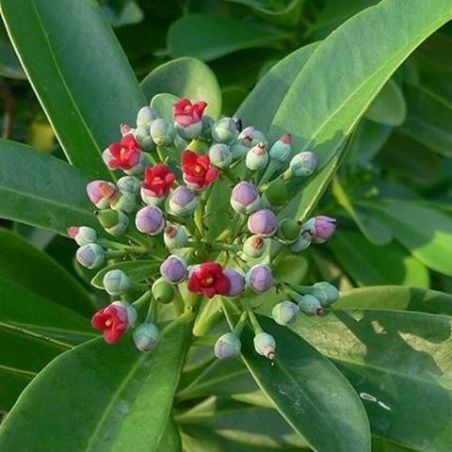 Organic Saro essential oil