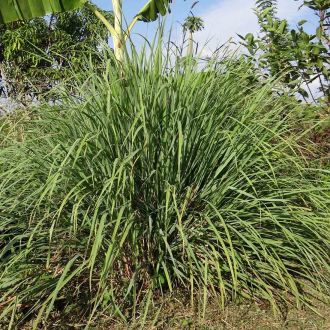 Organic Java Lemongrass essential oil 2