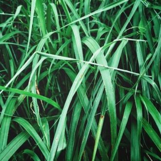 Organic Vetiver essential oil 2
