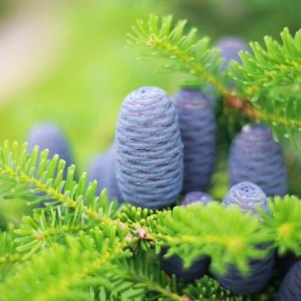 Organic Balsam fir essential oil 2