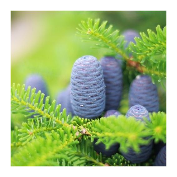 Huile essentielle de Sapin Baumier bio