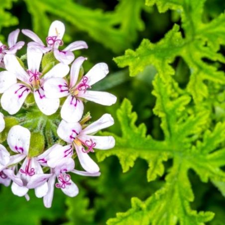 Organic Bourbon Geranium essential oil