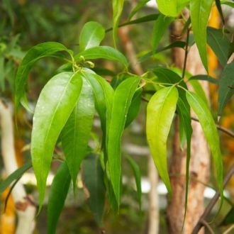 Huile essentielle d'Eucalyptus Radiata bio 2