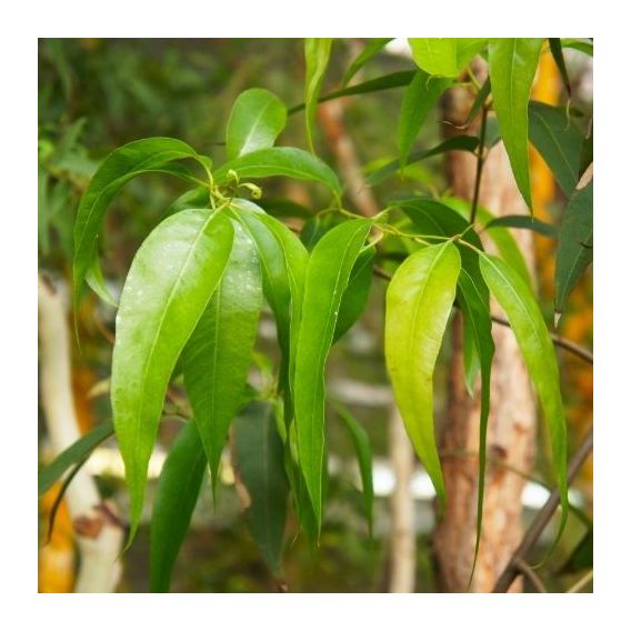 Huile essentielle d'Eucalyptus Radiata bio