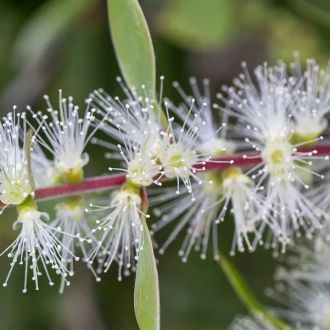 Organic Niaouli essential oil 2