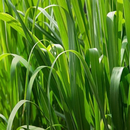 Huile essentielle de Palmarosa bio