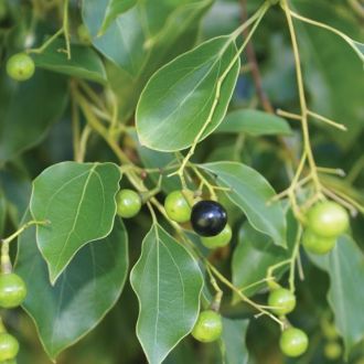 Organic Ravinstara essential oil 2