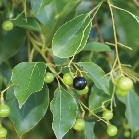 Organic Ravinstara essential oil