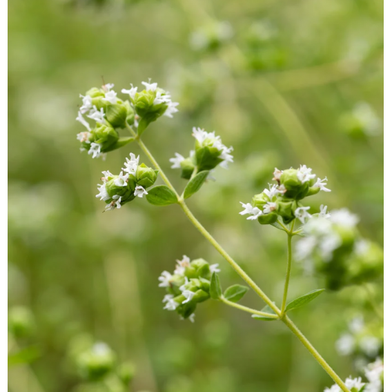 Organic Marjoram essential oil origin France