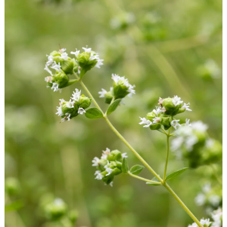 Organic Marjoram essential oil origin France