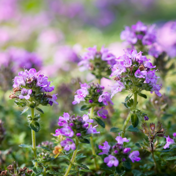 Organic Thyme ct Linalol essential oil origin...