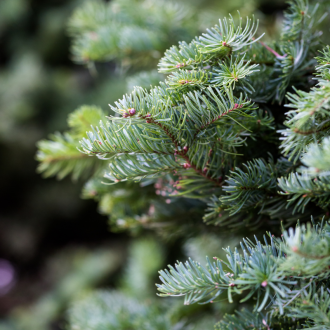 Organic Nordmann Fir essential oil 2