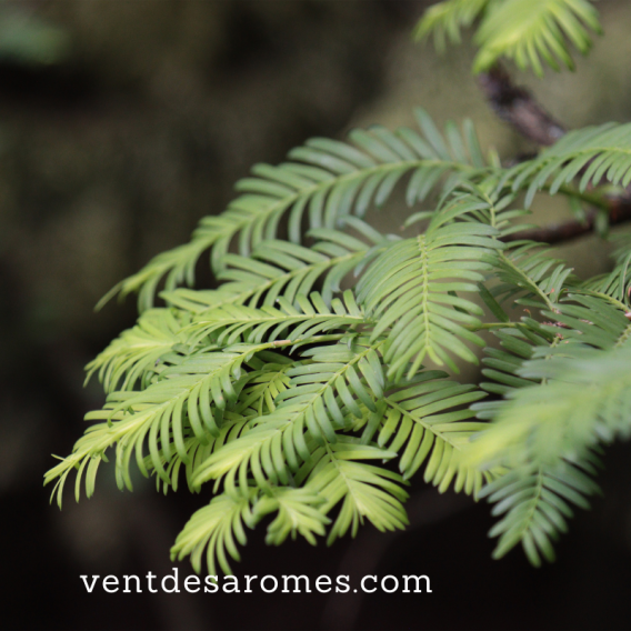 Organic Sequoia essential oil origin France