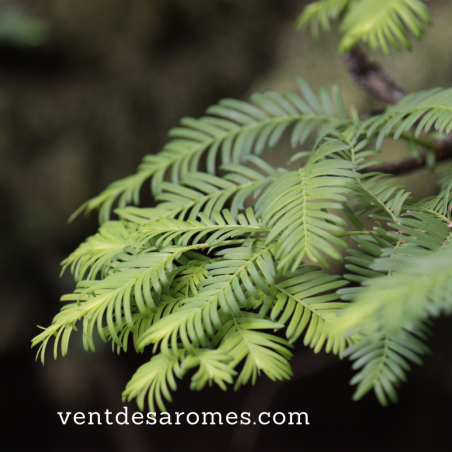 Organic Sequoia essential oil origin France