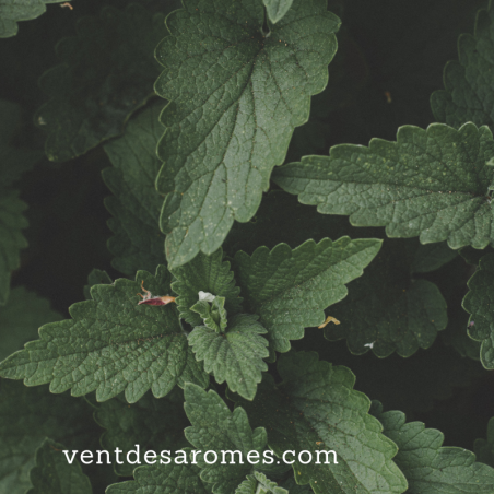 Organic Peppermint essential oil origin France