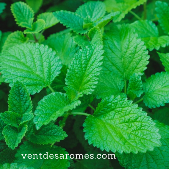 Organic Melissa essential oil origin France