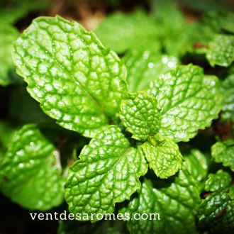 Organic Appel Mint essential oil origin France 2